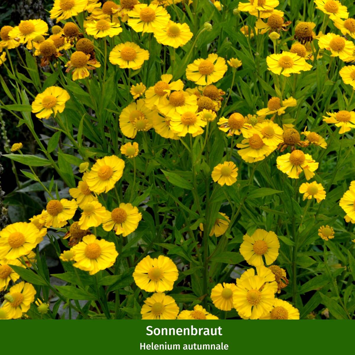 Staudenbeet "Wilde Nektar-Oase" - Image 9