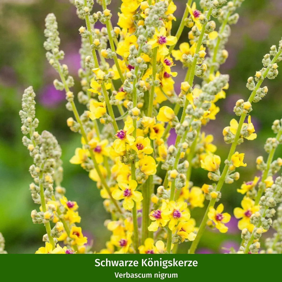 Staudenbeet "Wildstauden für die Sonne" - Image 5