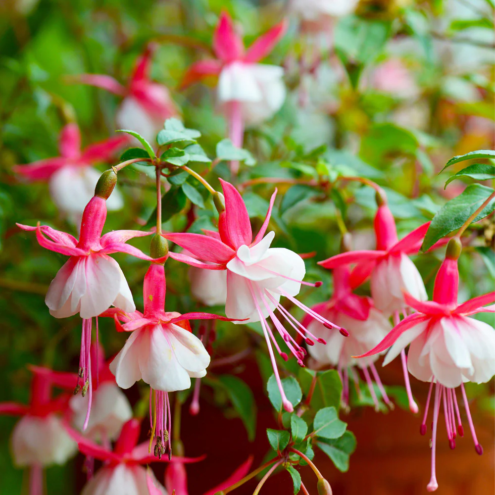 Stehende Fuchsie