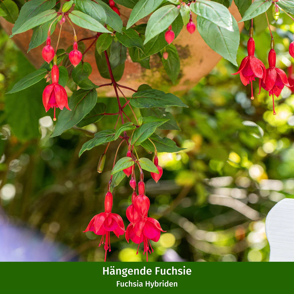 Stehende & Hängende Fuchsie, 6 Pflanzen - Image 2