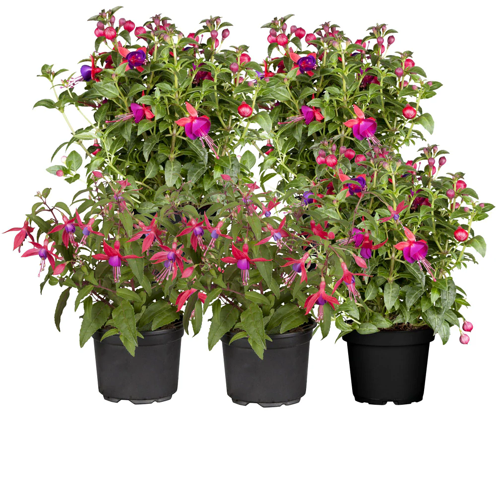 Stehende & Hängende Fuchsie, 6 Pflanzen - Image 4