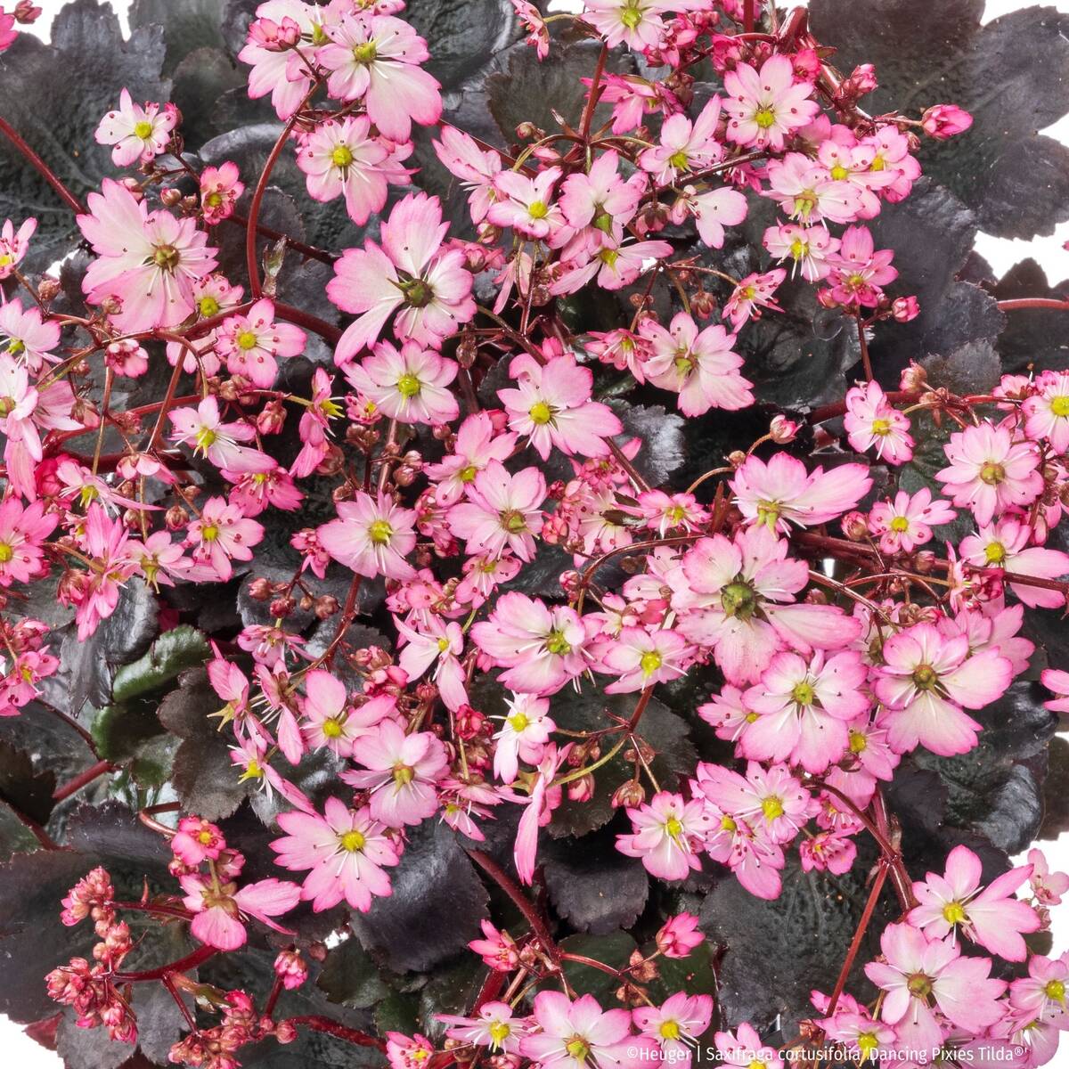 Steinbrech 'Dancing Pixies® Tilda'