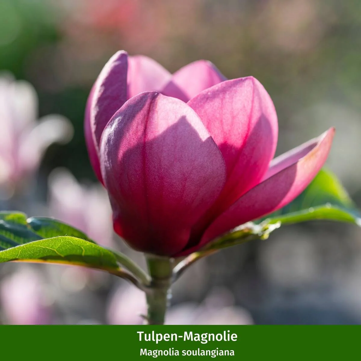 Stern- & Tulpen-Magnolien Set, 2 Pflanzen - Image 3