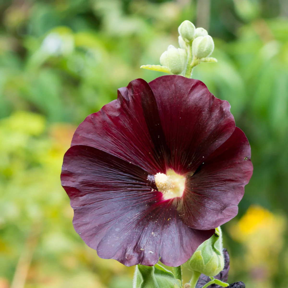 Stockrose 'Nigra' - Image 2