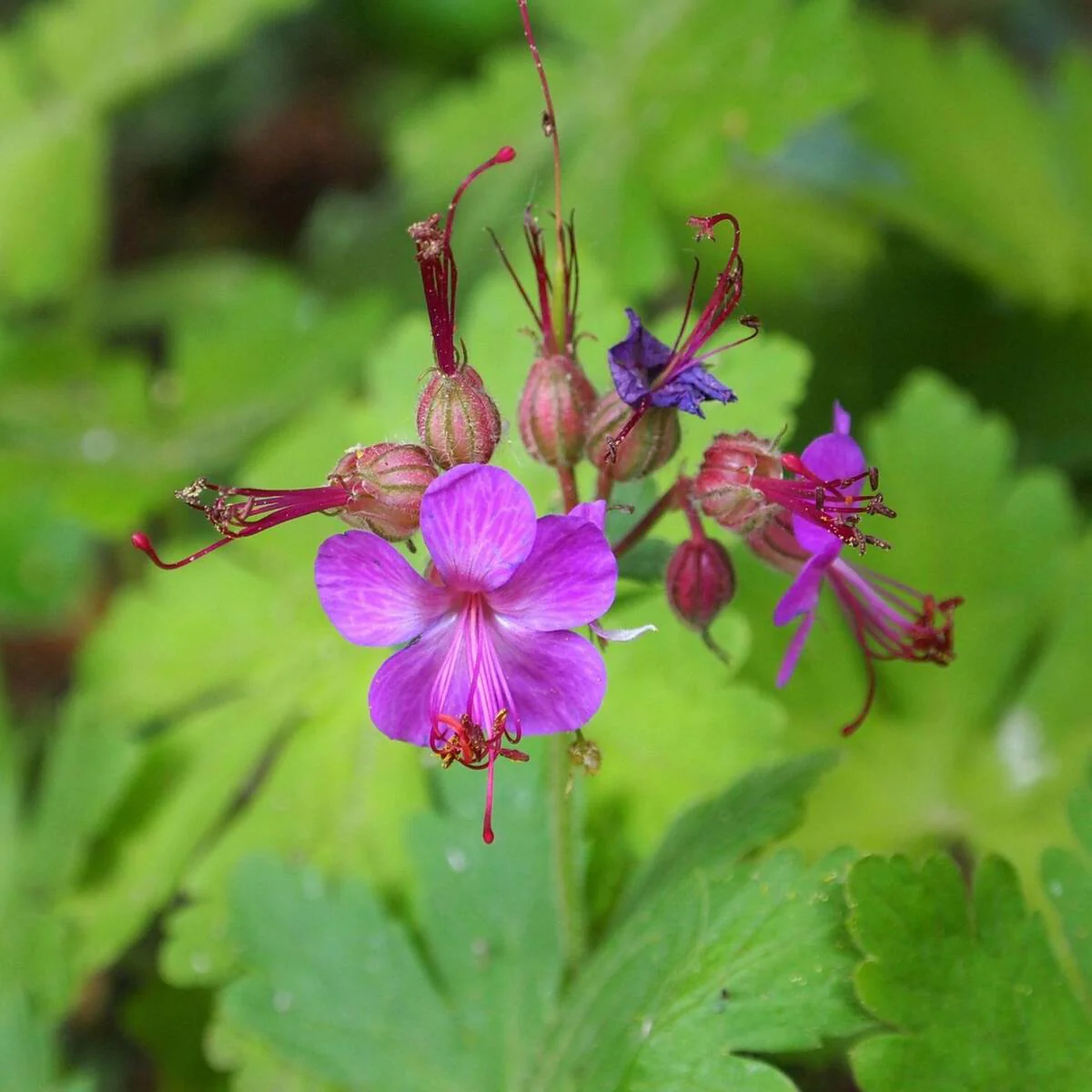 Storchschnabel 'Berggarten'