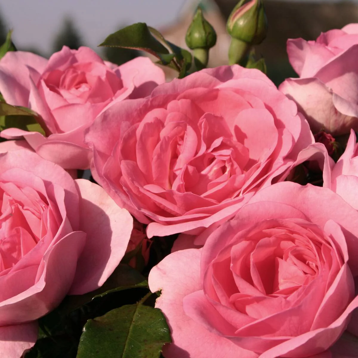 Strauchrose 'Astrid Lindgren'