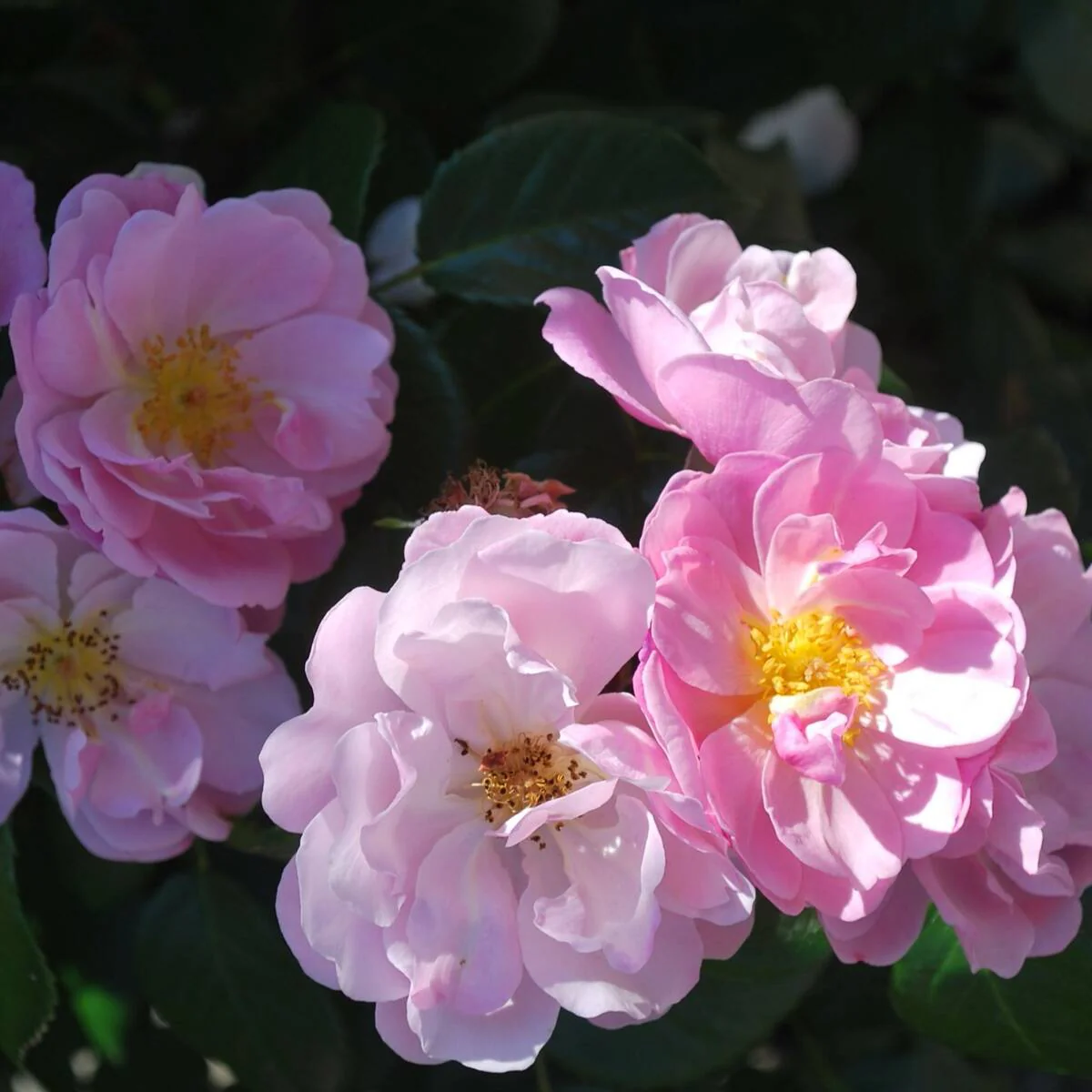 Strauchrose 'Ballerina'