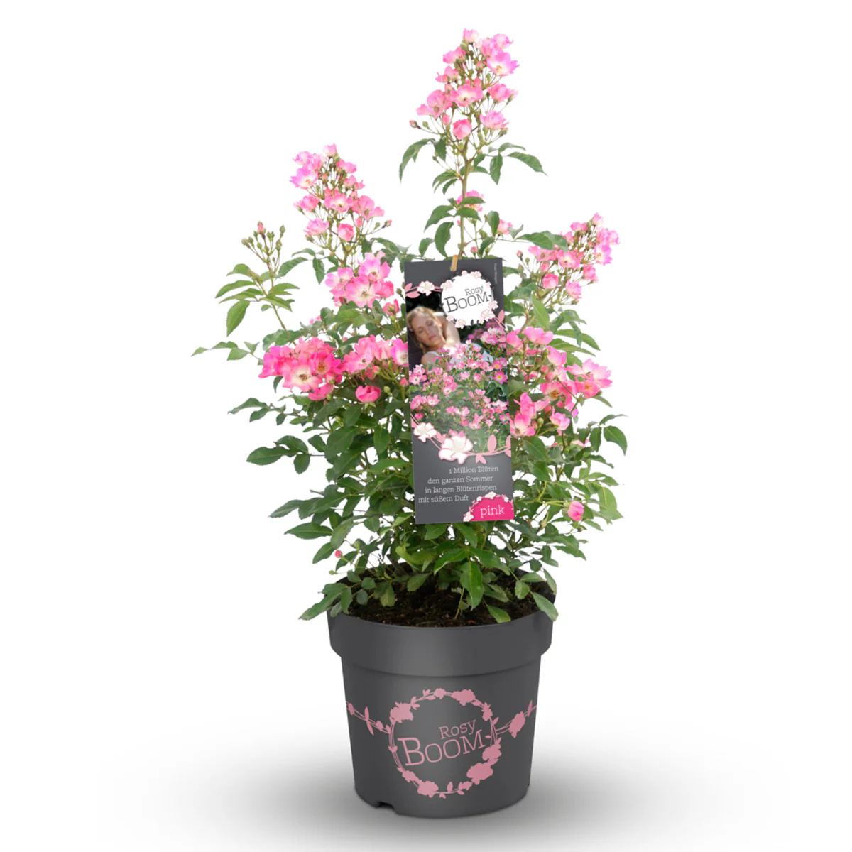 Strauchrose Rosy Boom® - Image 8