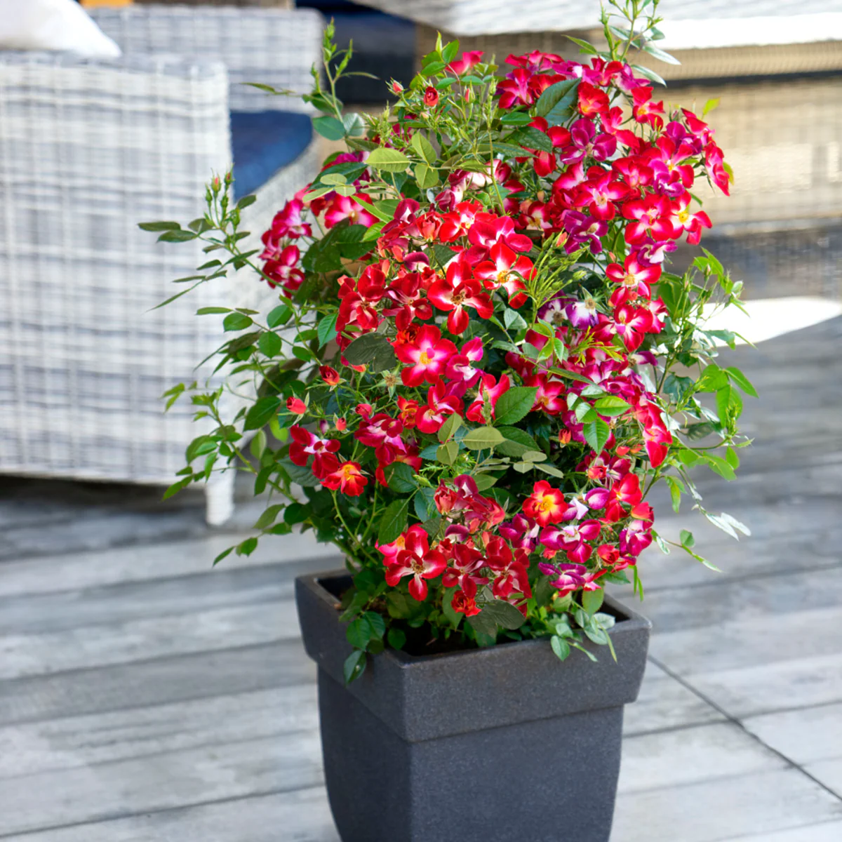 Strauchrose Rosy Boom® 'Colour Change' - Image 3