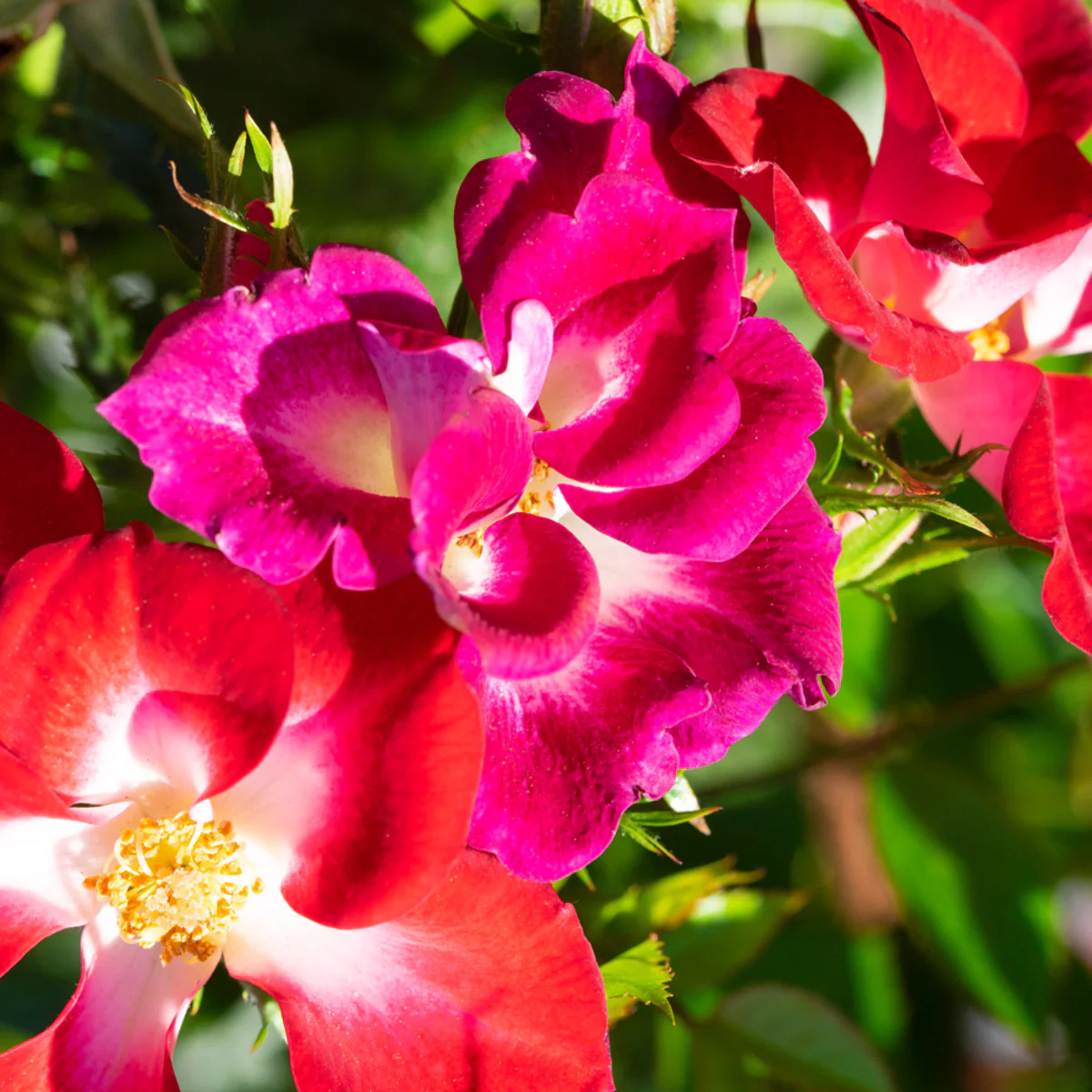 Strauchrose Rosy Boom® 'Colour Change' - Image 5