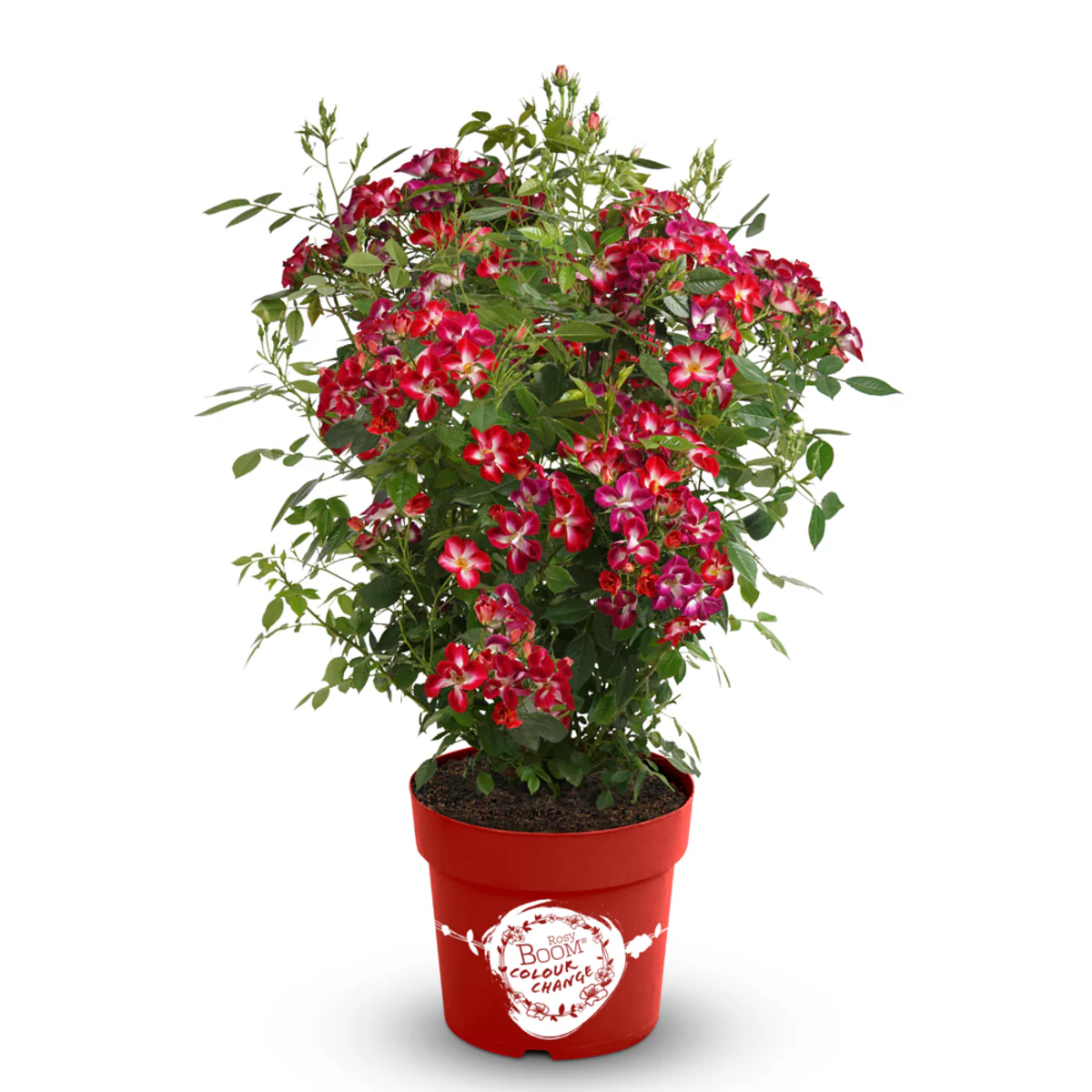 Strauchrose Rosy Boom® 'Colour Change' - Image 6