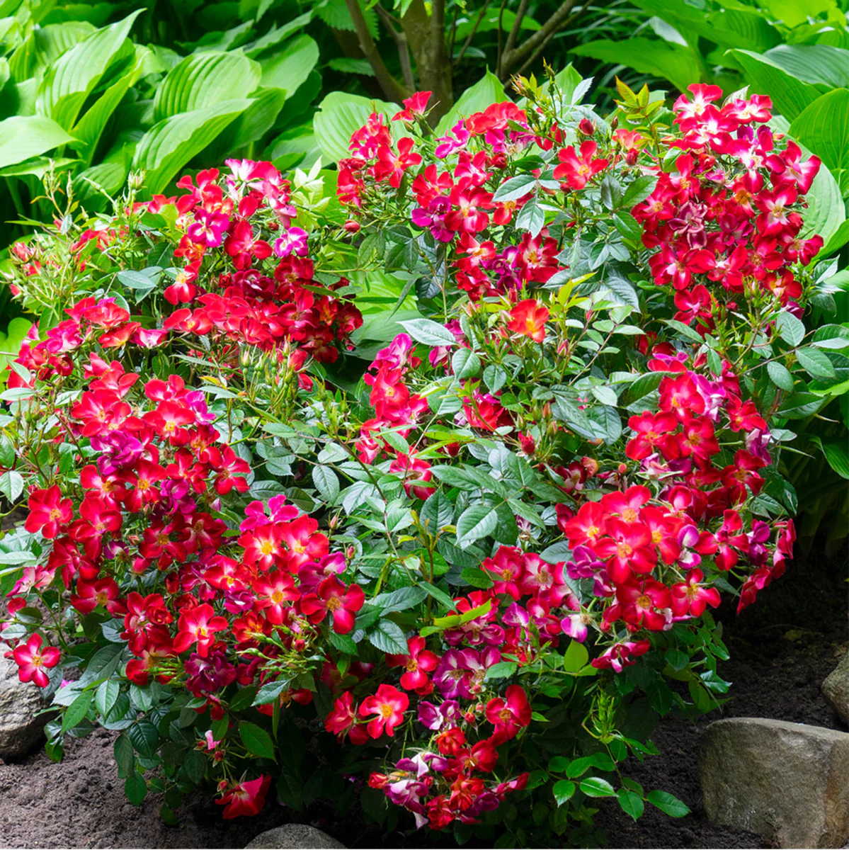 Strauchrose Rosy Boom® 'Colour Change' - Image 8