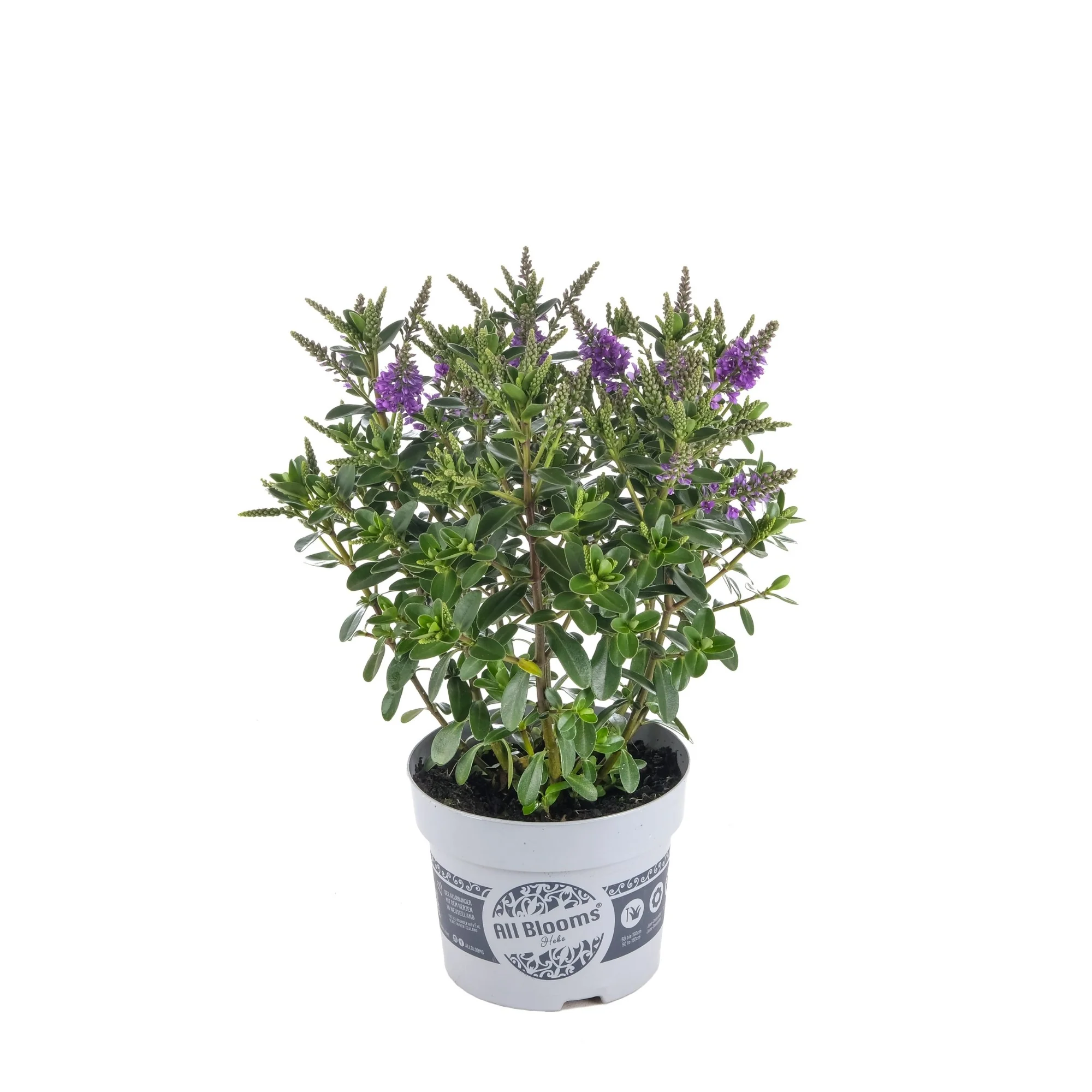 Strauchveronika 'All Blooms®' - Image 14