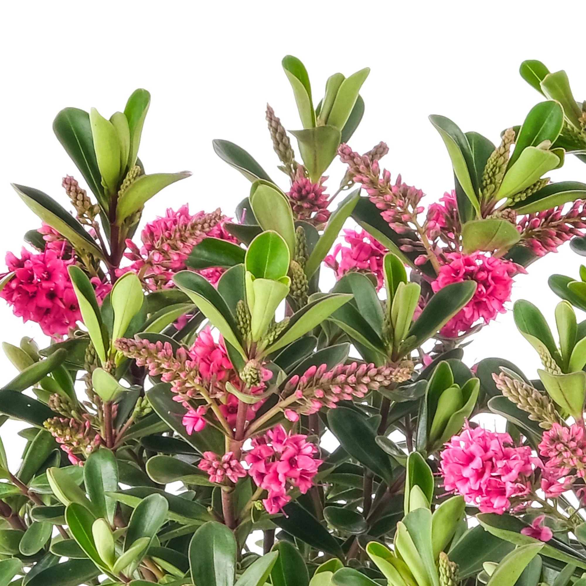 Strauchveronika 'All Blooms®' - Image 20