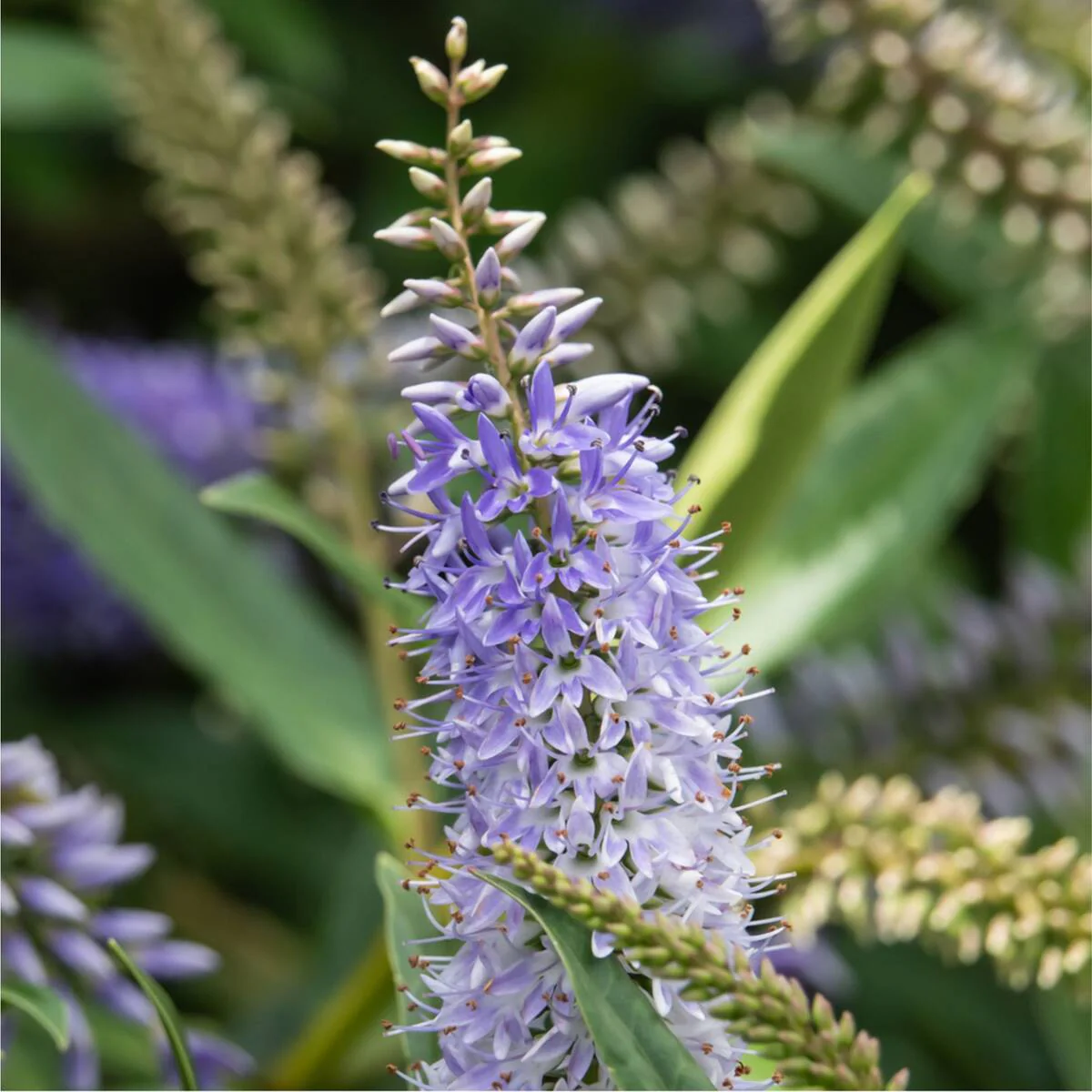 Strauchveronika 'All Blooms®' - Image 4