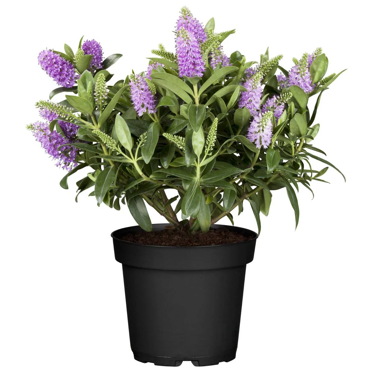 Strauchveronika 'All Blooms®' - Image 6