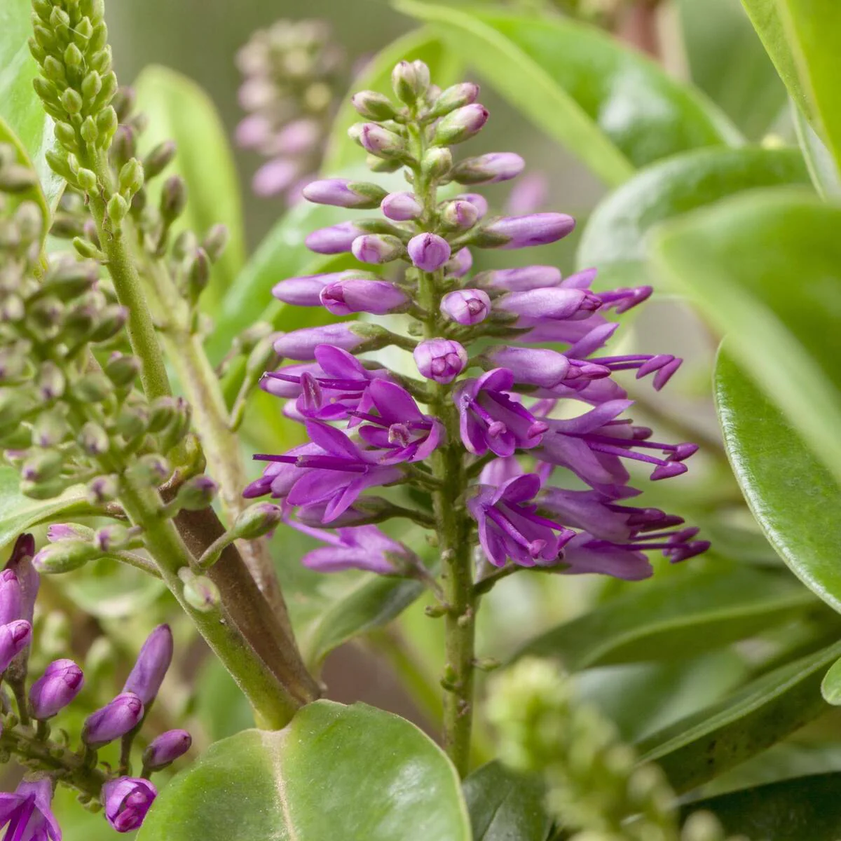 Strauchveronika 'All Blooms®' - Image 8