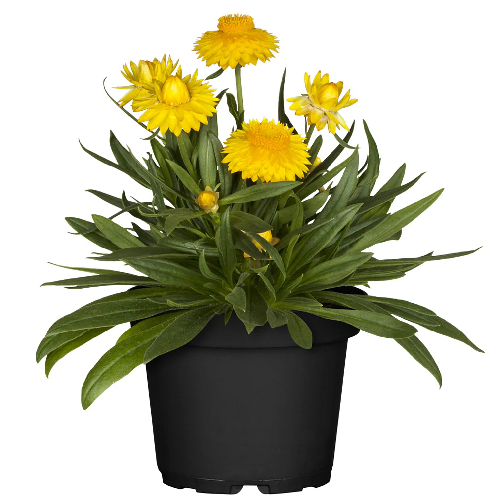 Strohblume - Image 2
