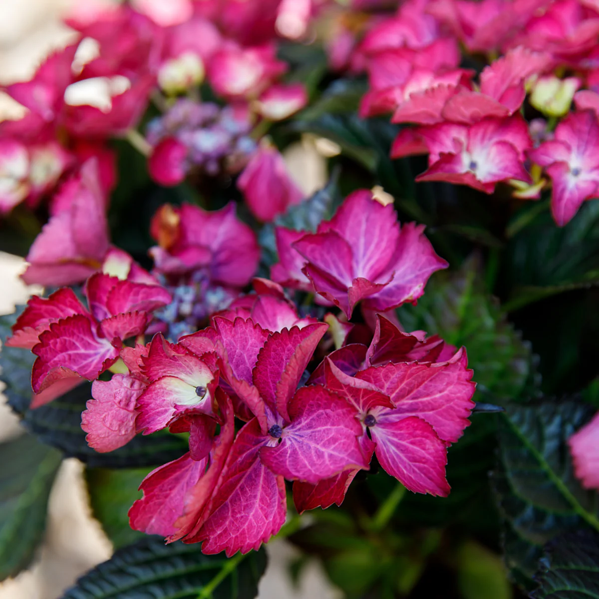 Bauernhortensie 'Black Diamonds Dark Angel®' - Image 3