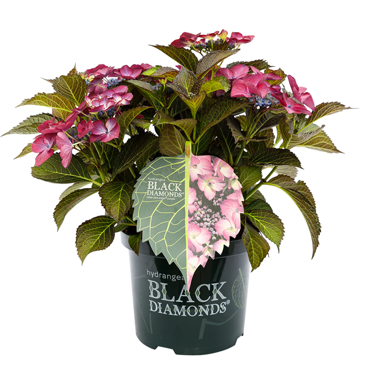 Bauernhortensie 'Black Diamonds Dark Angel®' - Image 5