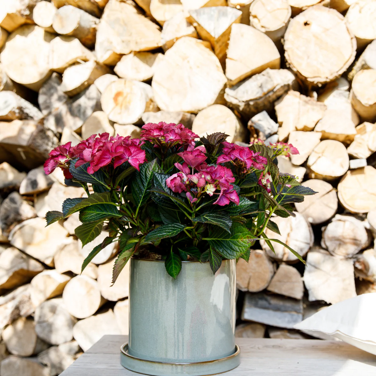 Bauernhortensie 'Black Diamonds Dark Angel®' - Image 6