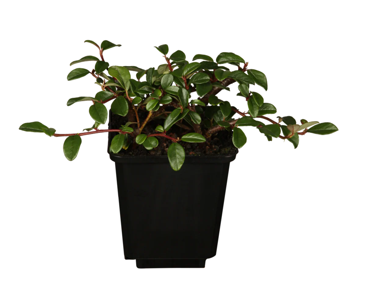 Teppichmispel 'Radicans'