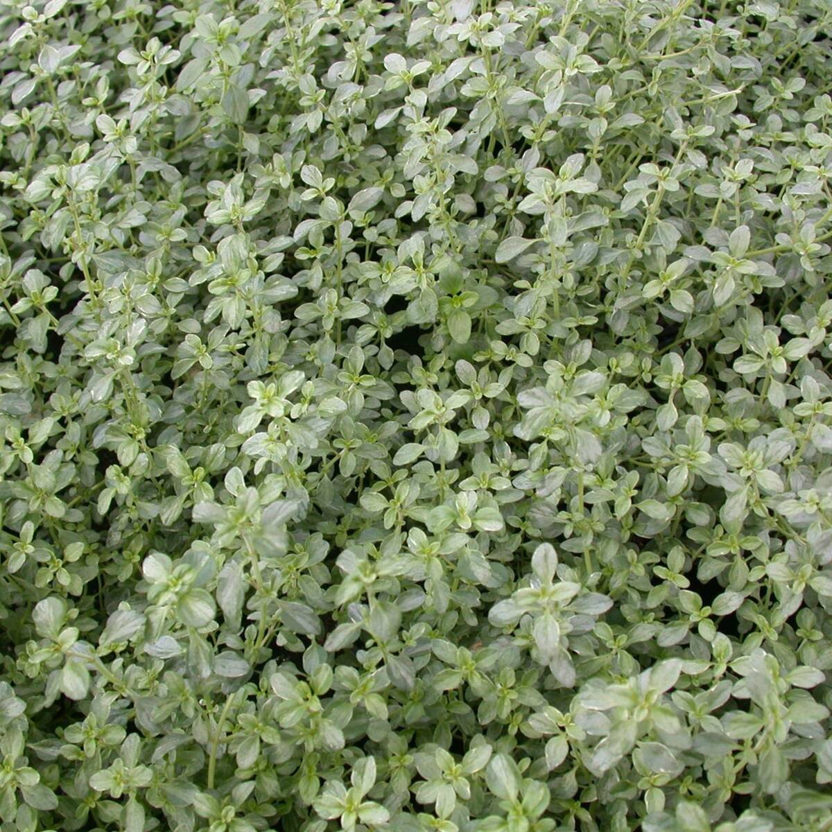 Thymian 'Silver Queen'