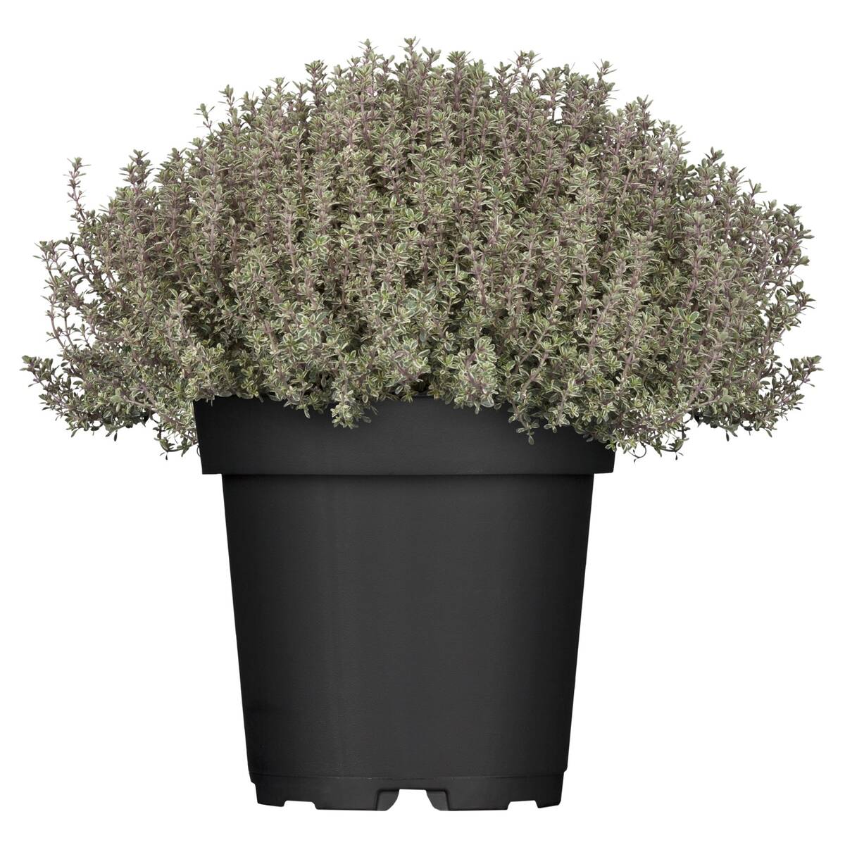 Thymian 'Silver Queen' - Image 2