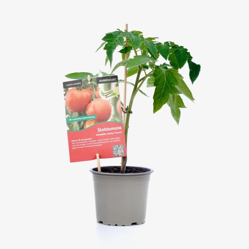 Tomate 'Previa', veredelt - Image 2