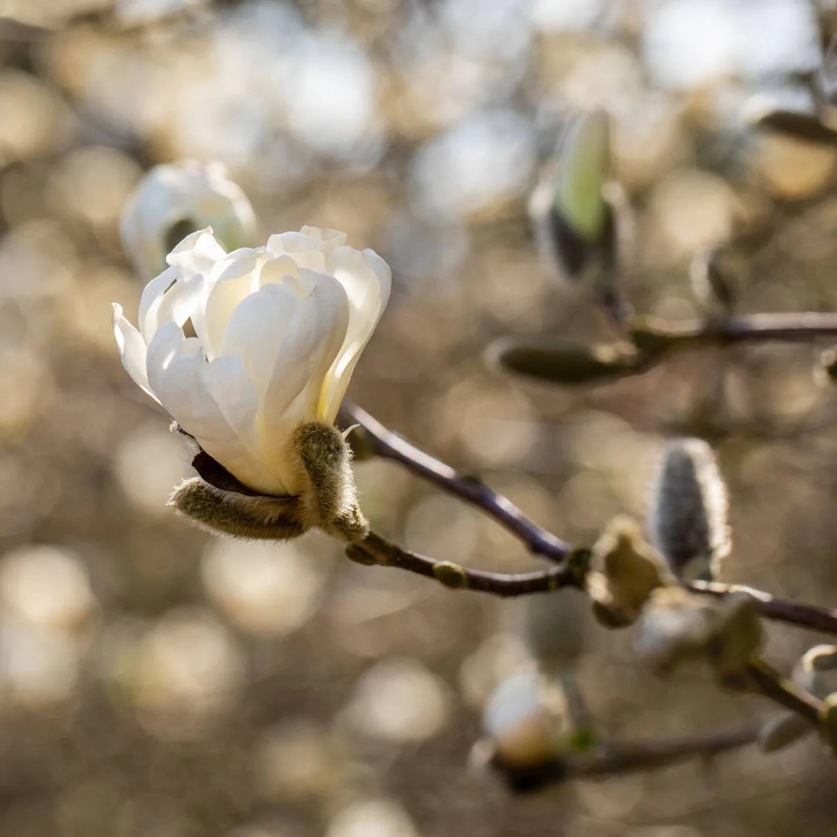 Tulpen-Magnolie