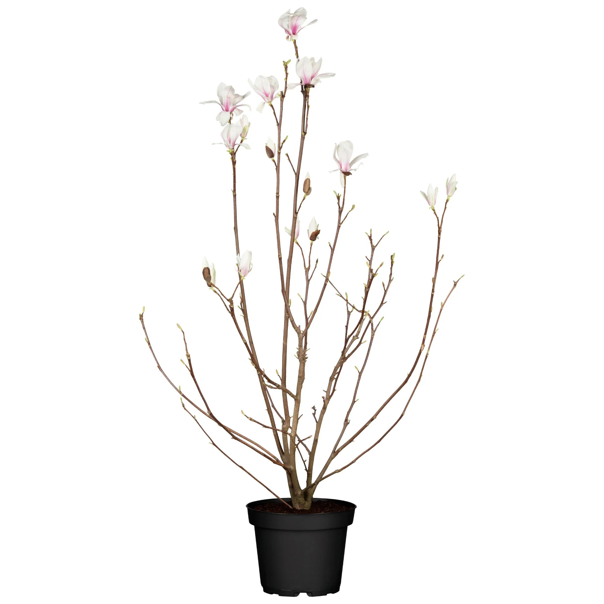 Tulpenmagnolie 'Betty' - Image 2