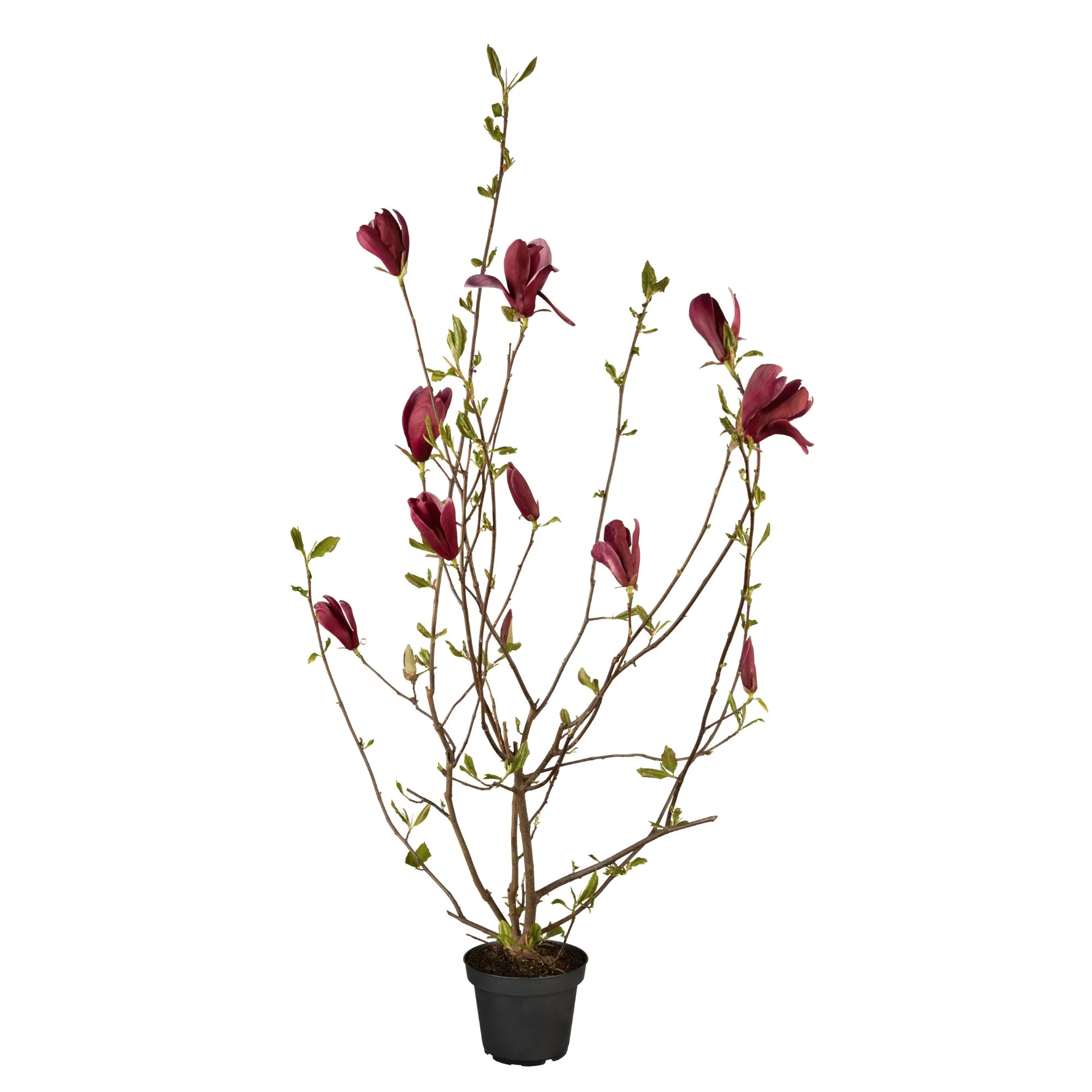 Tulpenmagnolie 'Nigra' - Image 2