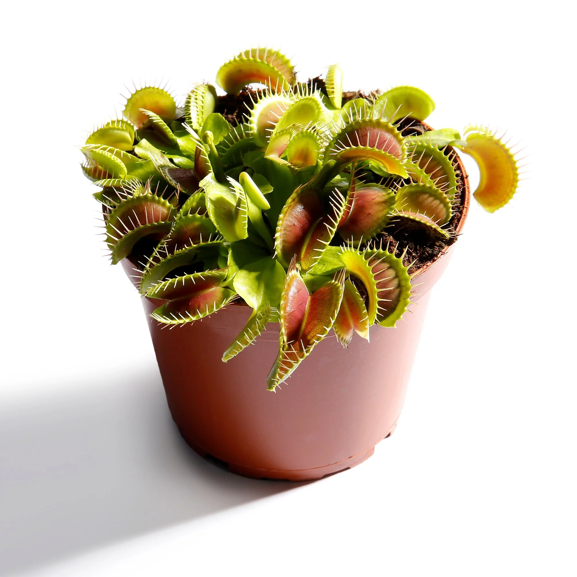 Venusfliegenfalle - Image 3