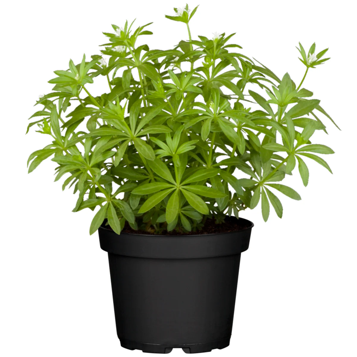 Waldmeister - Image 2