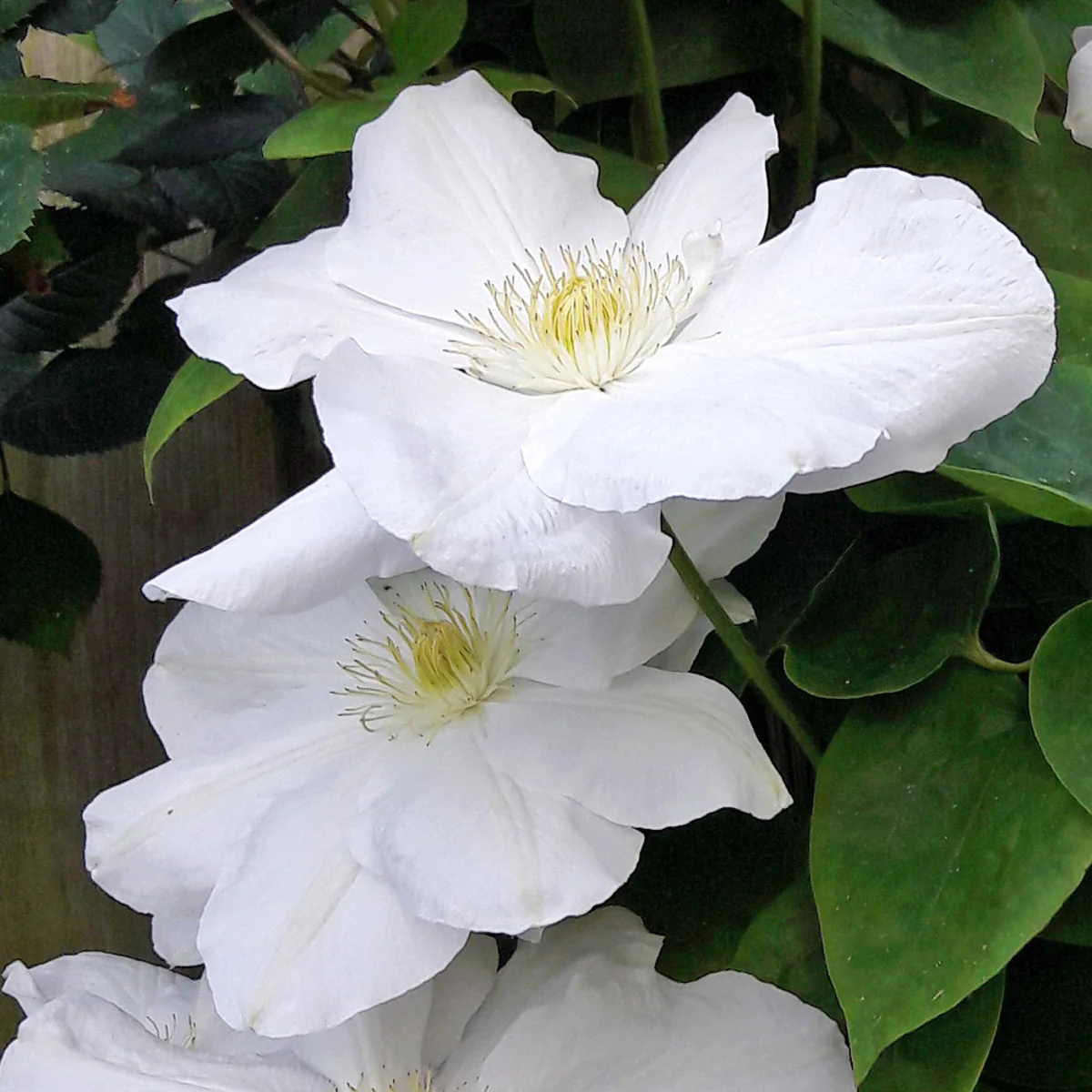 Waldrebe 'Madame Le Coultre'