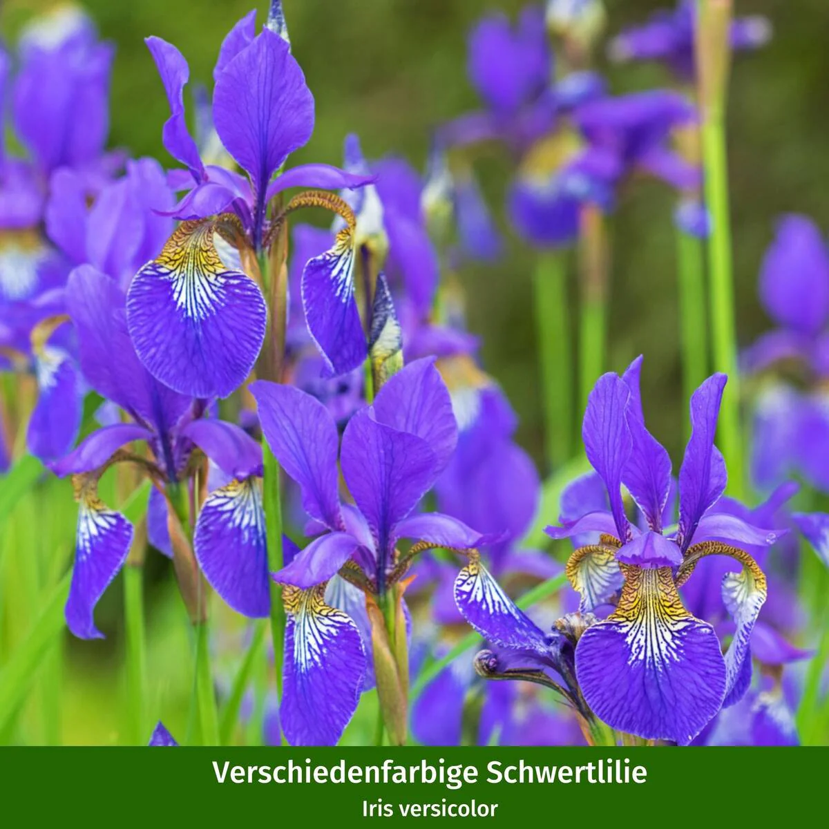 Wasserpflanzen "Uferromantik" - Image 10