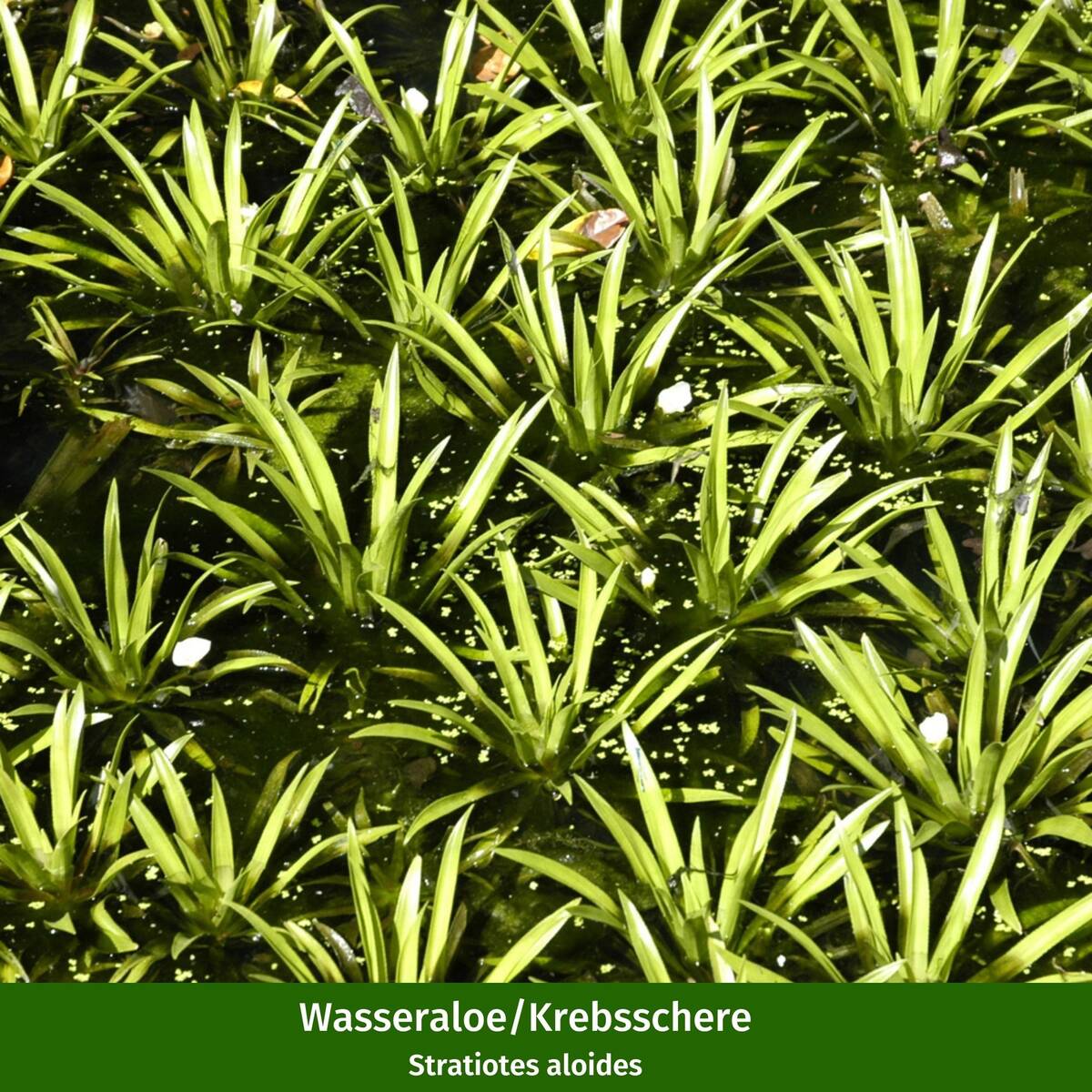 Wasserpflanzen "Uferromantik" - Image 6
