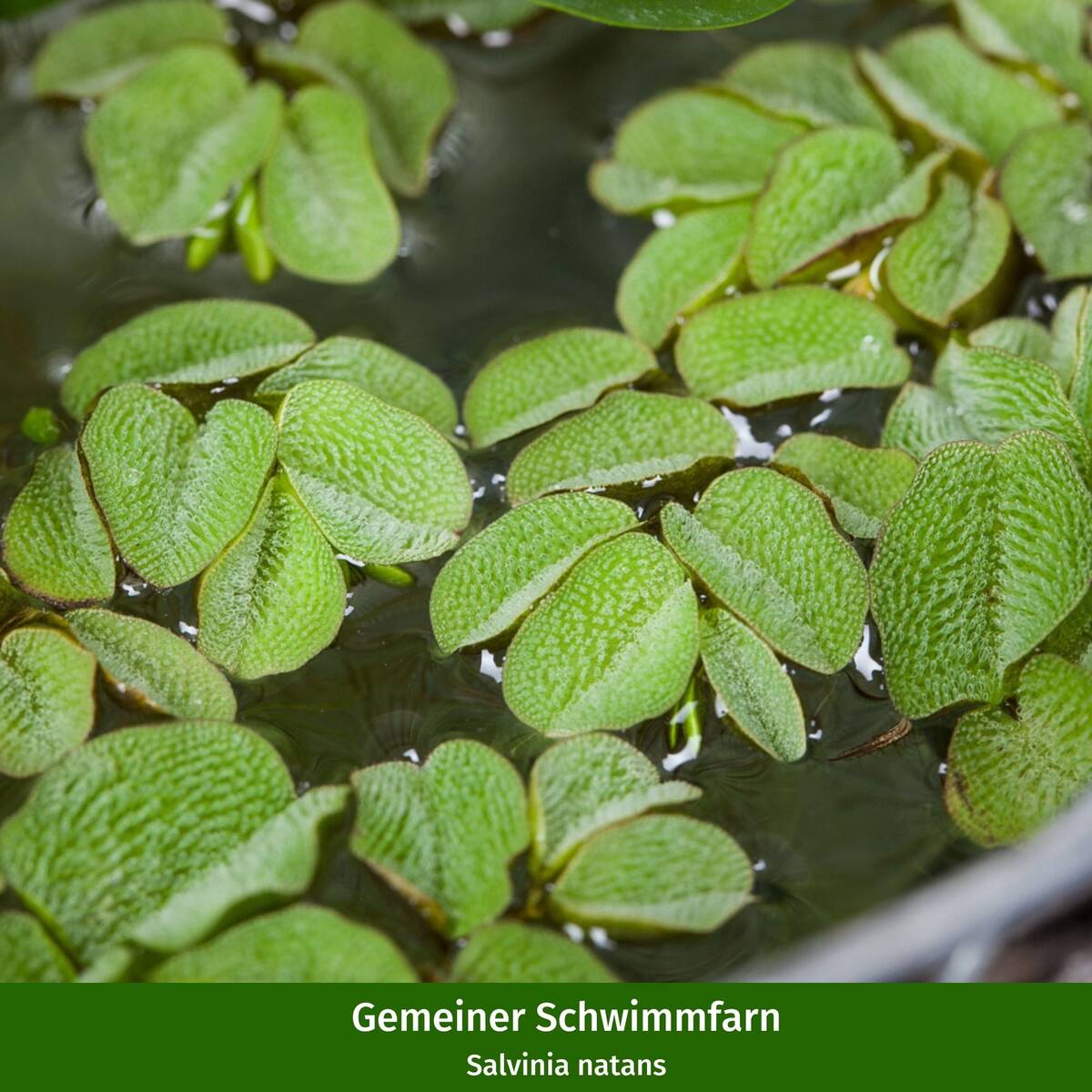 Wasserpflanzen "Uferromantik" - Image 7
