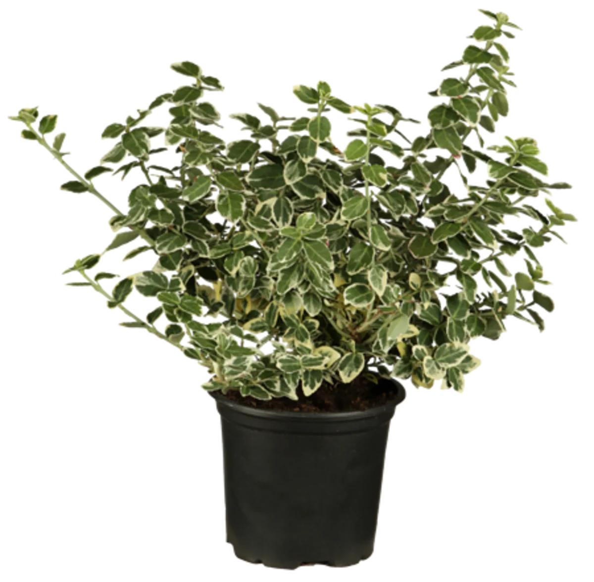 Weißbunte Kriechspindel 'Emerald Gaiety' - Image 2