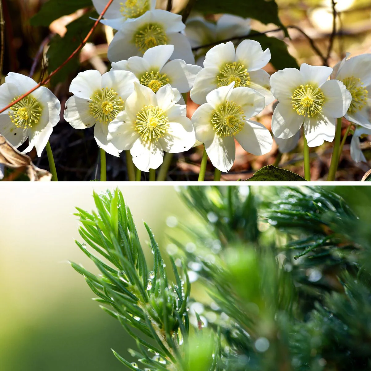 Winterarrangement mit Christrose und Picea - Image 4