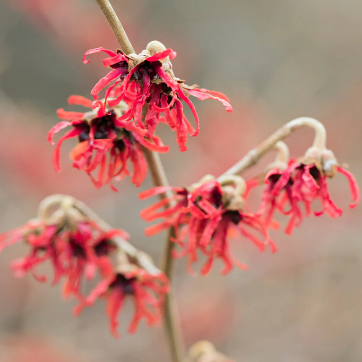 Zaubernuss 'Diana'
