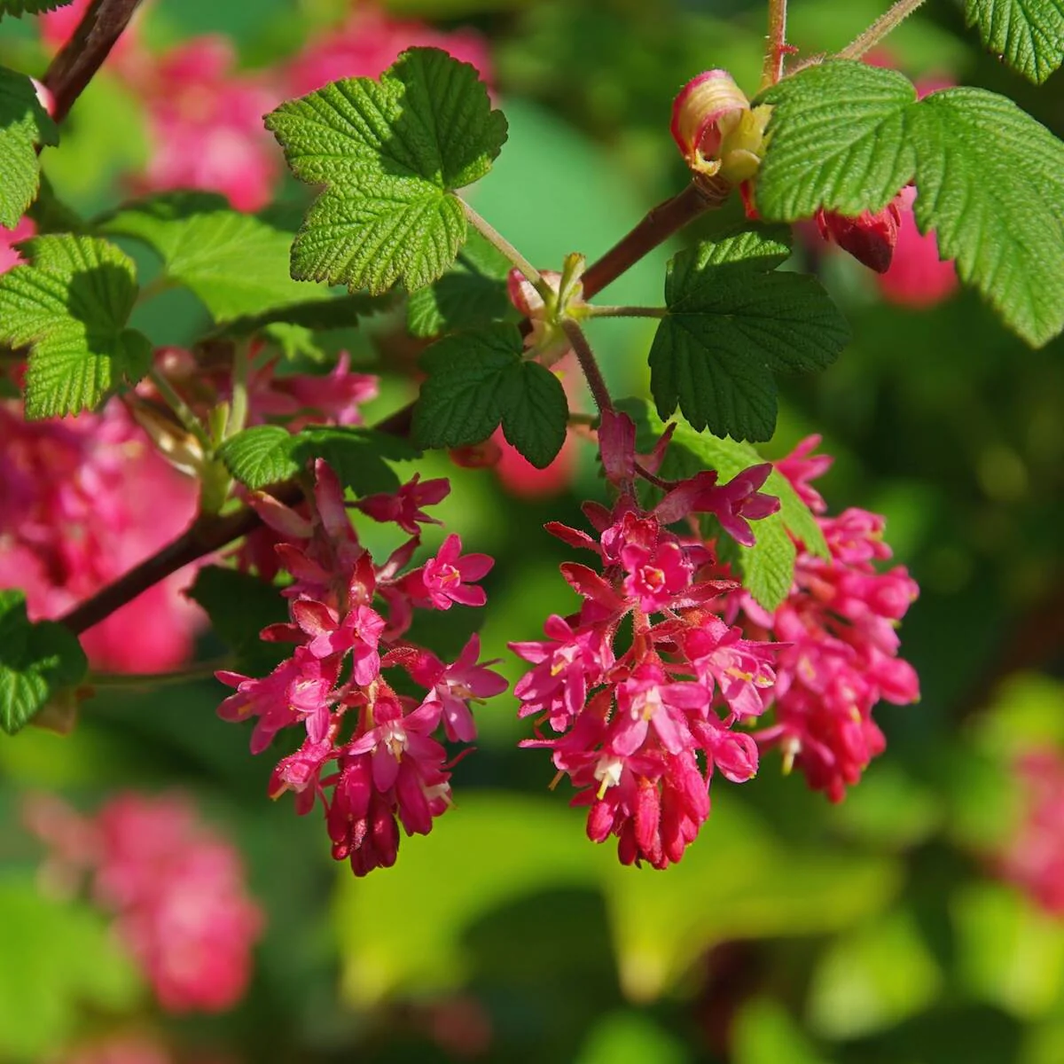 Zier-Johannisbeere 'Amore®'