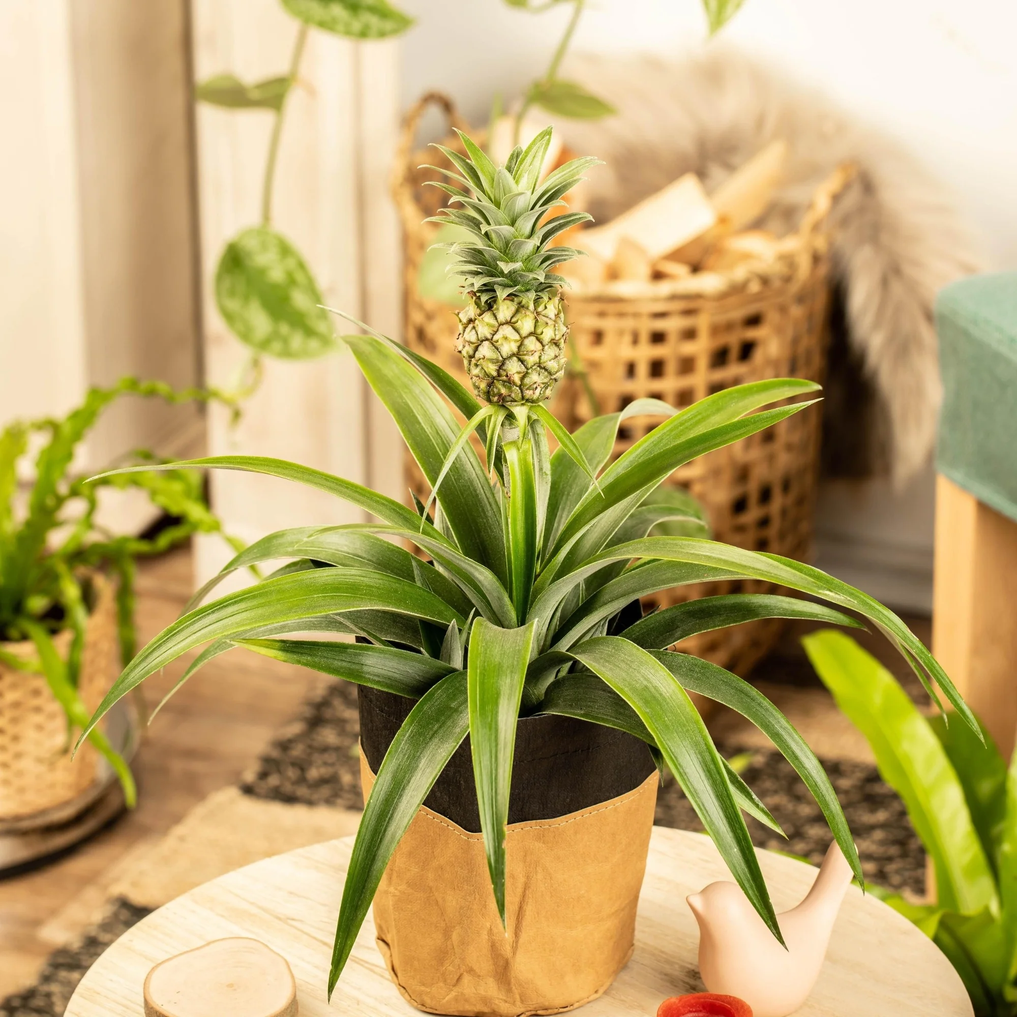 Zierananas mit Mini-Frucht