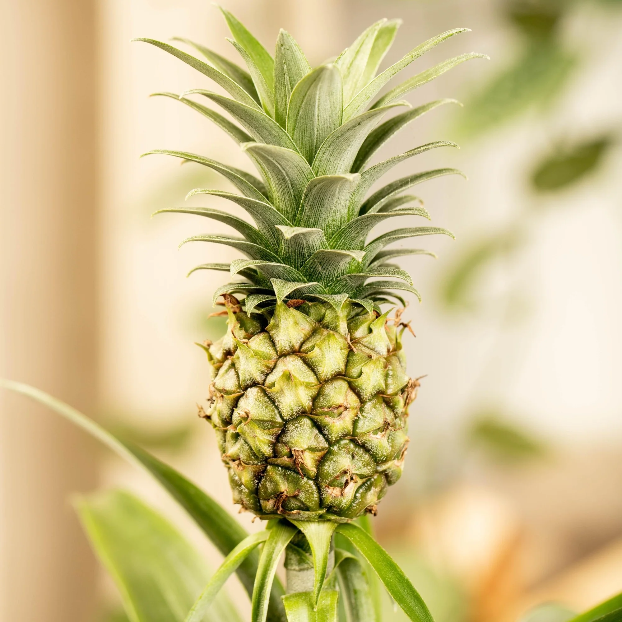 Zierananas mit Mini-Frucht - Image 2