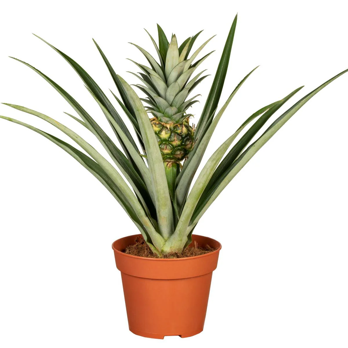 Zierananas mit Mini-Frucht - Image 3