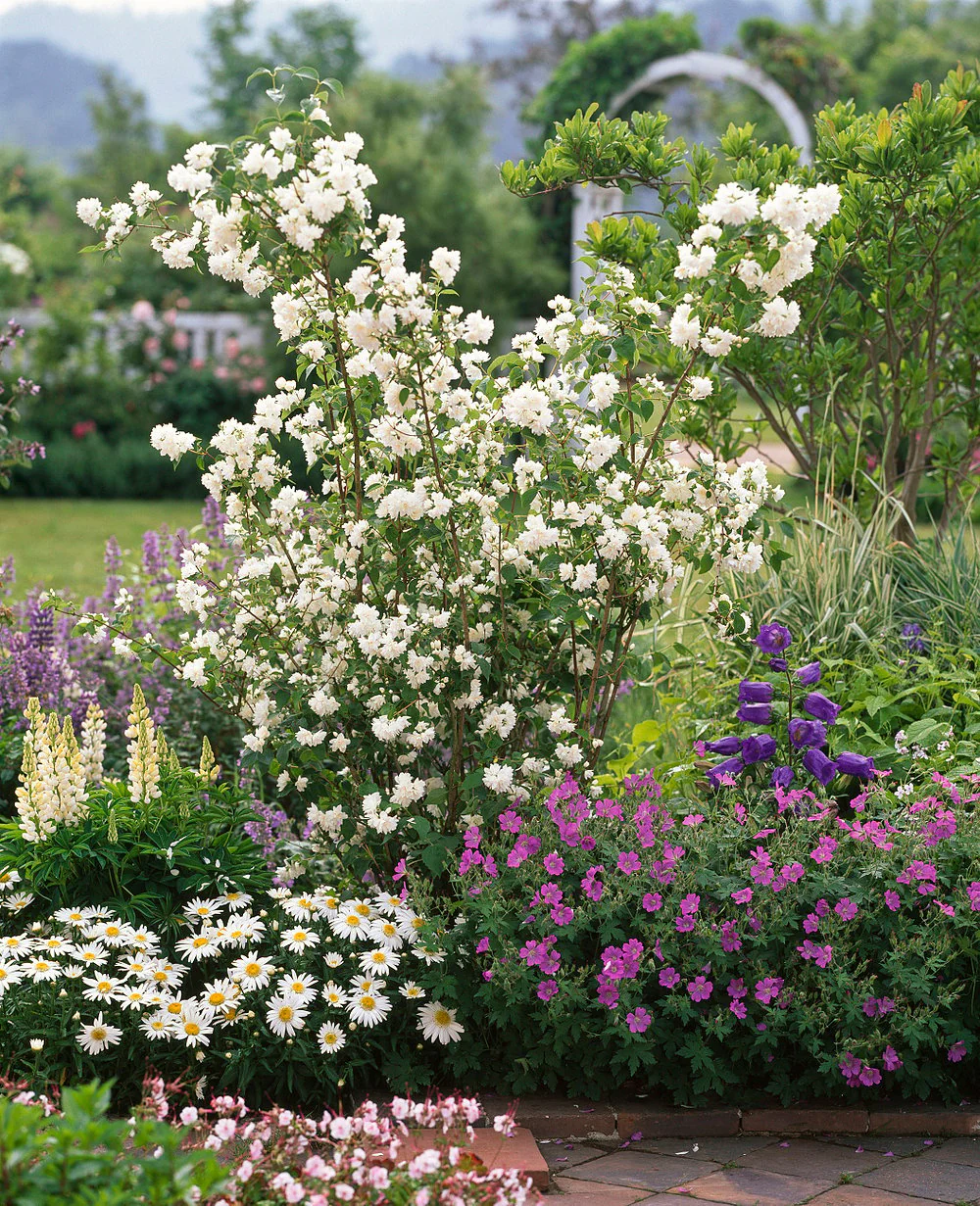 Ziergehölz-Set "Frühsommerliche Dufthecke", 3 Pflanzen - Image 5