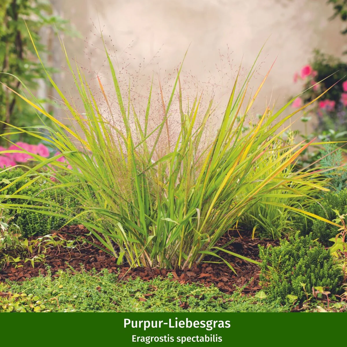 Ziergras-Kollektion - Image 2