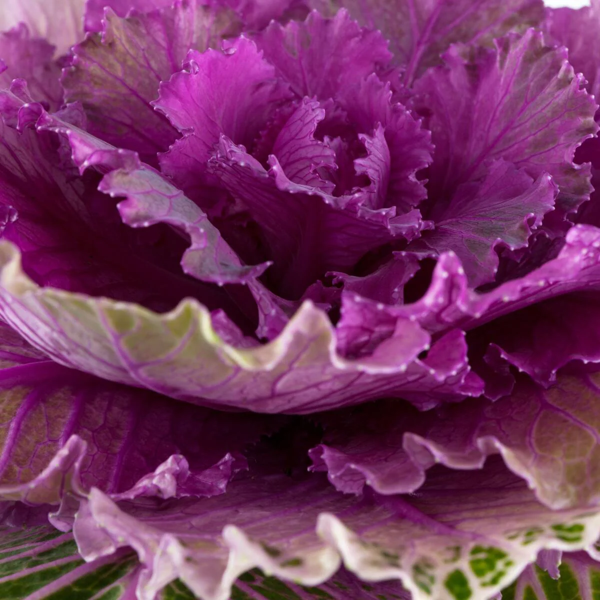 Zierkohl