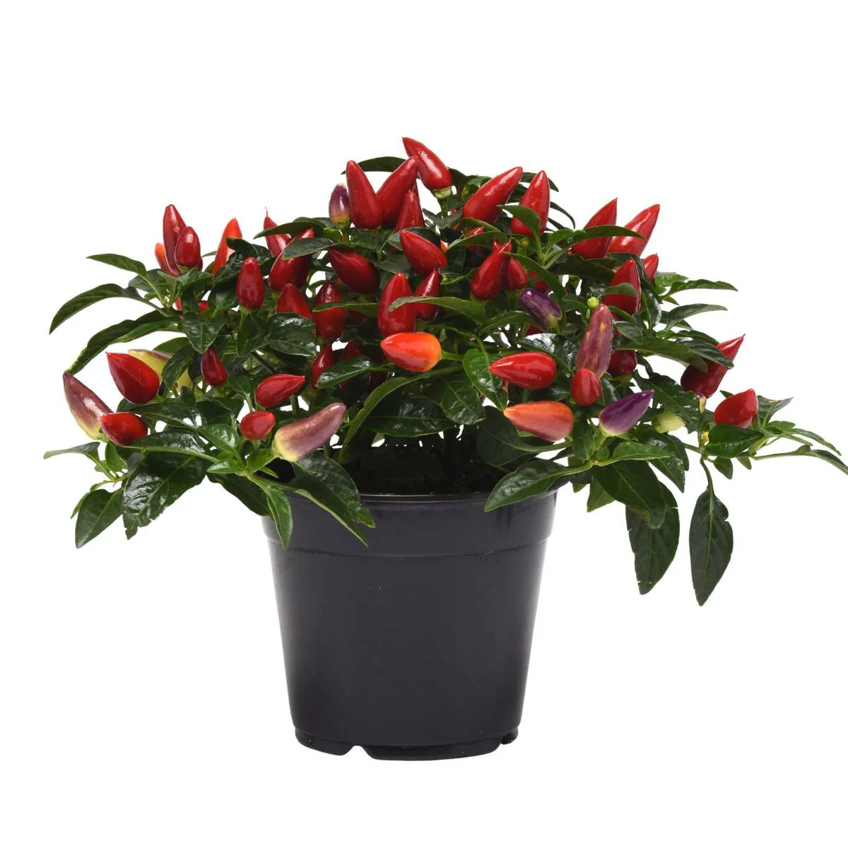 Zierpaprika 'Red' - Image 3
