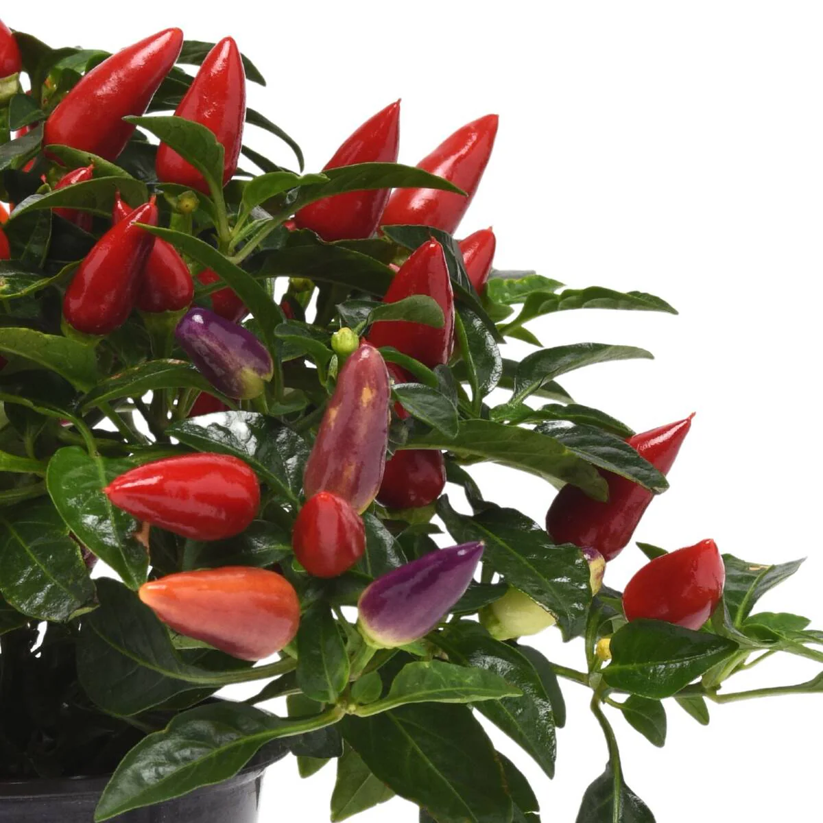 Zierpaprika 'Red' - Image 4